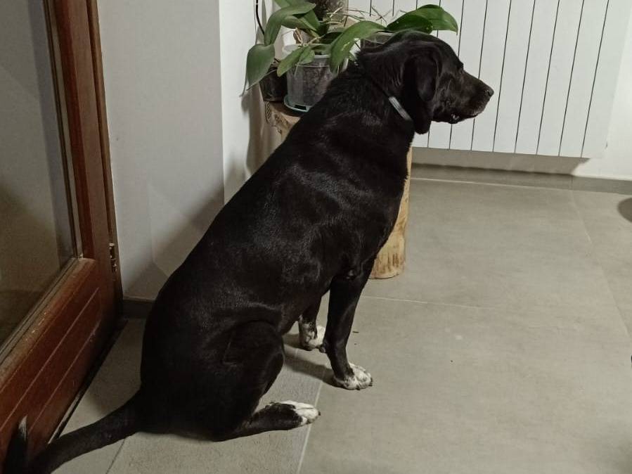 Vuoi adottare un cane a Catania?