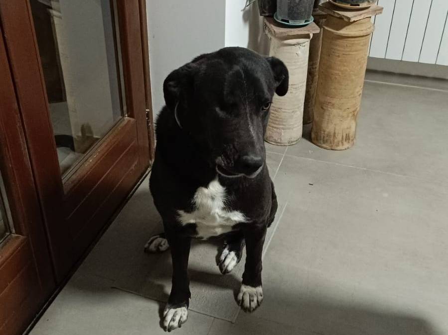 Adotta il cane Aura a Catania