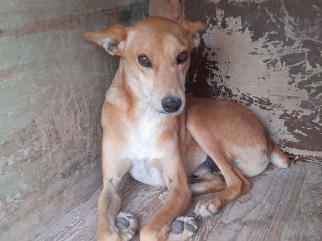 Foto dell'animale