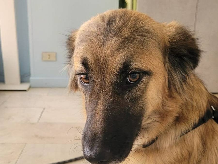 Foto 3 dell'animale