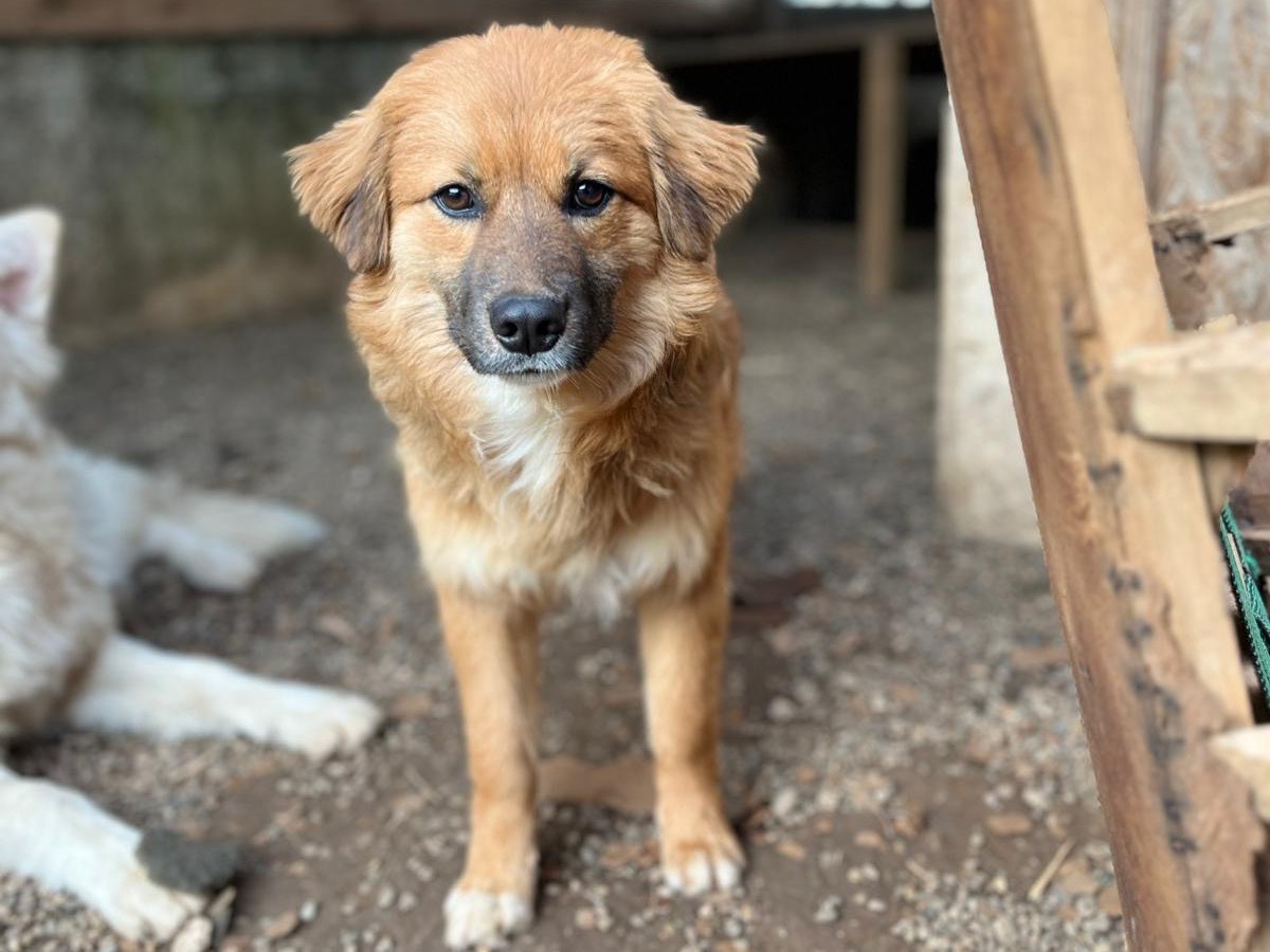 Adotta un cane, maschio, 11 mesi, Bari