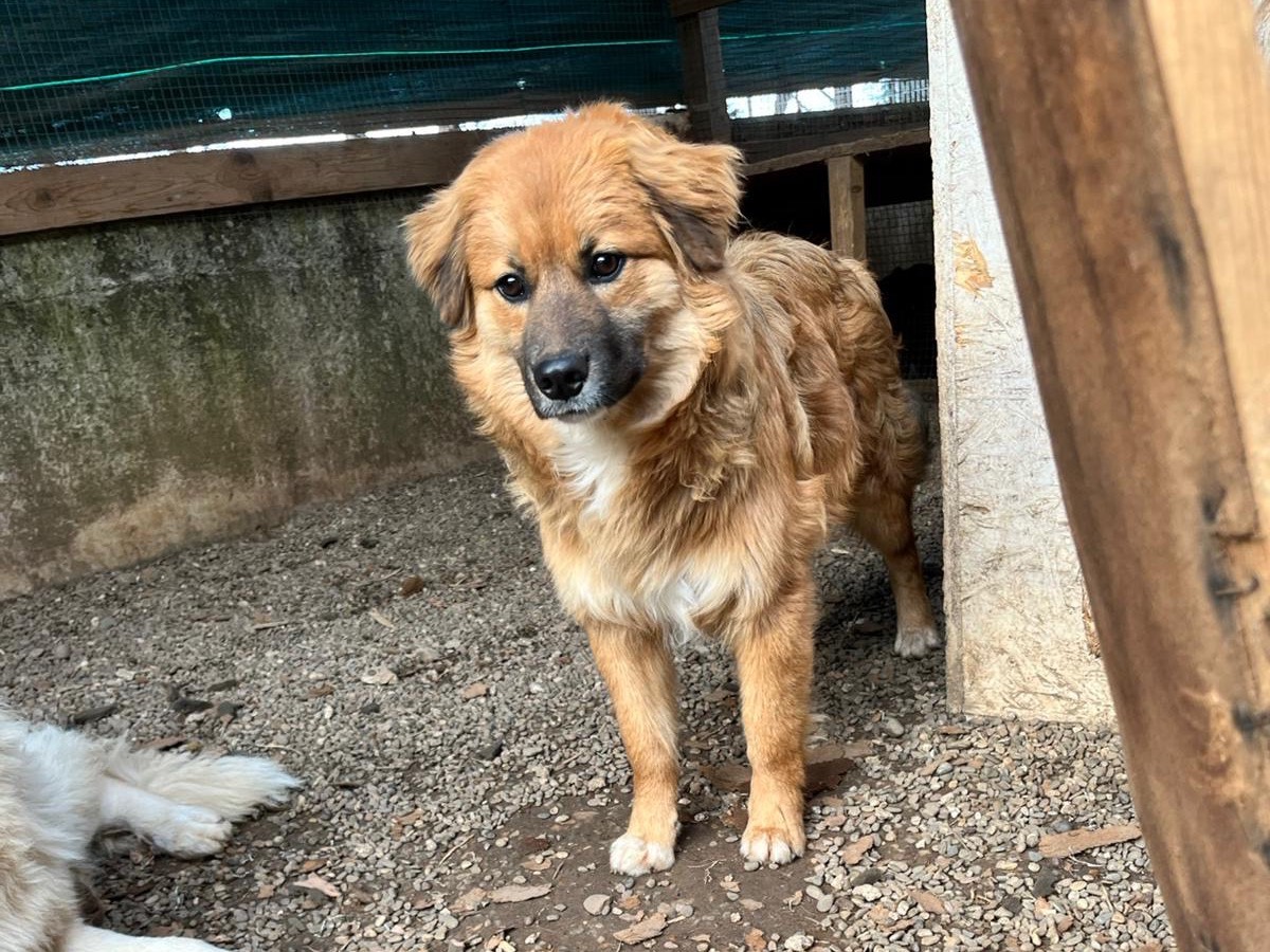 Adotta un cane, taglia media contenuta, maschio, Bari