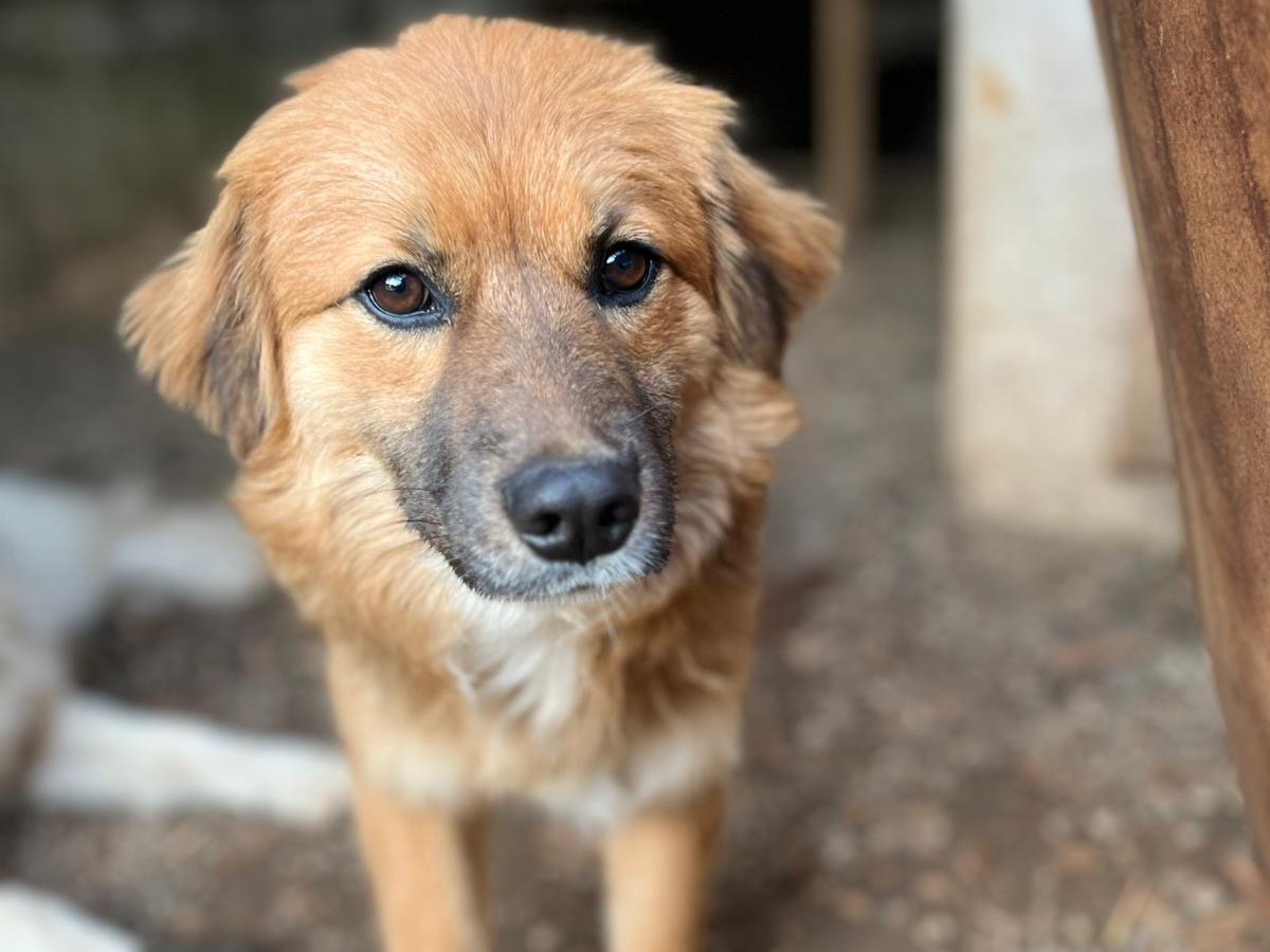 Vuoi adottare un cane a Bari?