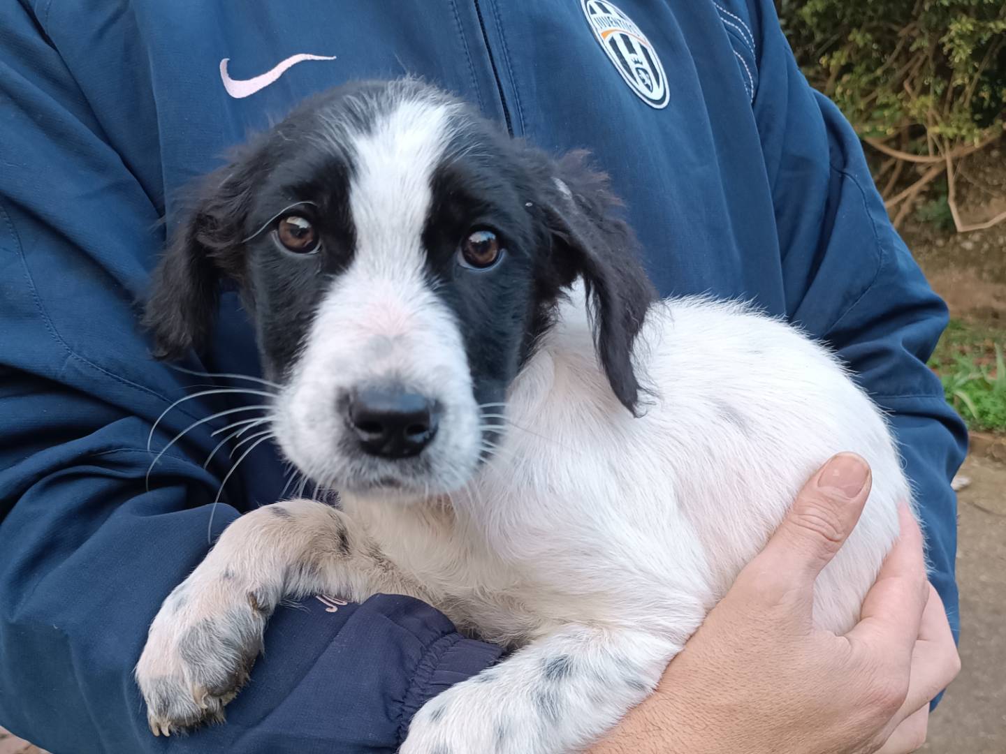 Vuoi adottare un cane a Vibo?