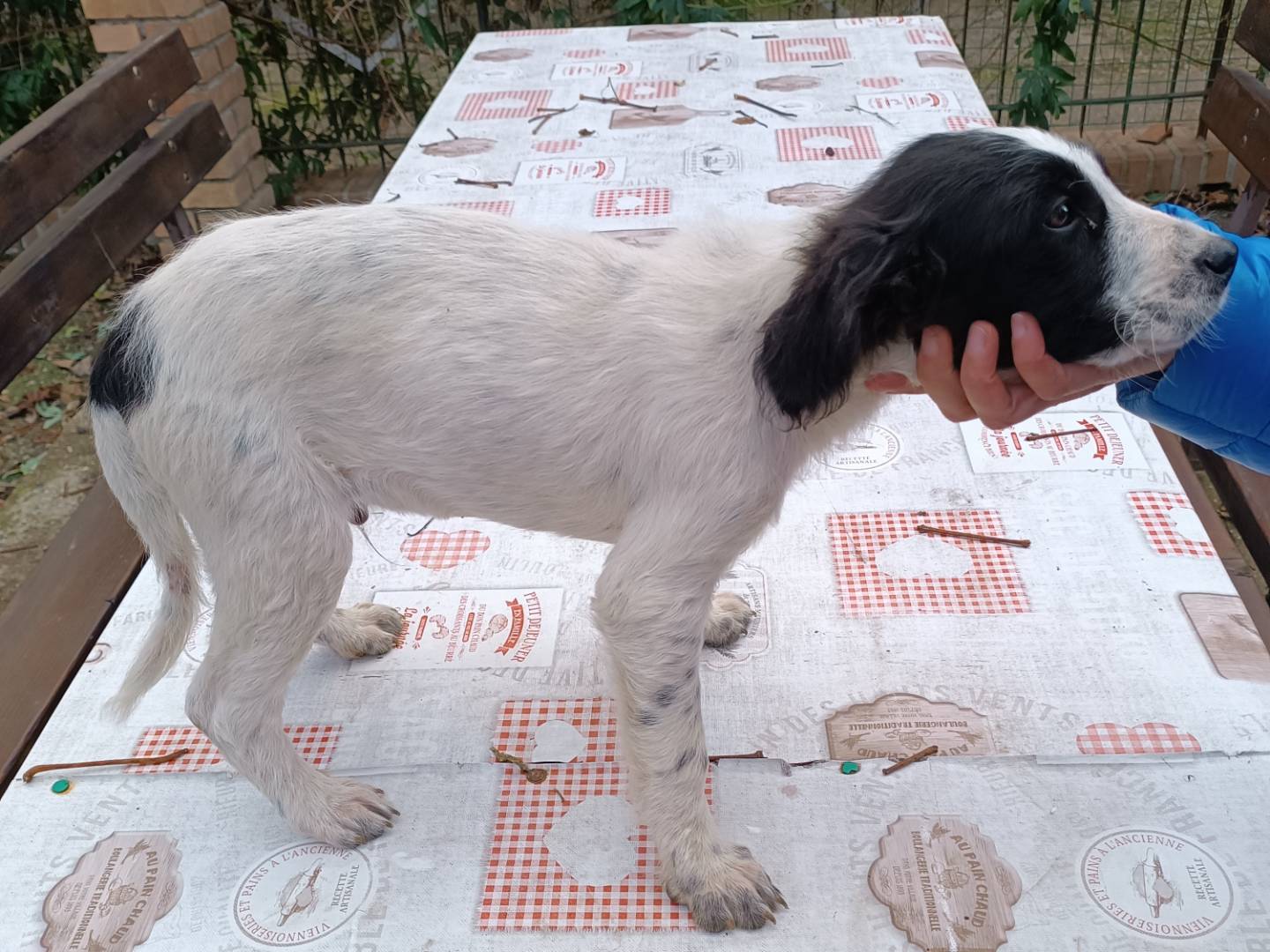 Adotta il cane Ramon a Vibo