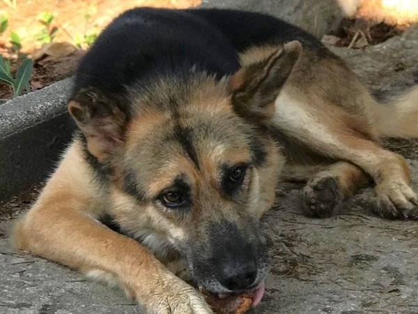 Adozione cane, maschio, Pastore tedesco Razza sconosciuta, 3 anni  e 2 mesi , taglia grande, Latina