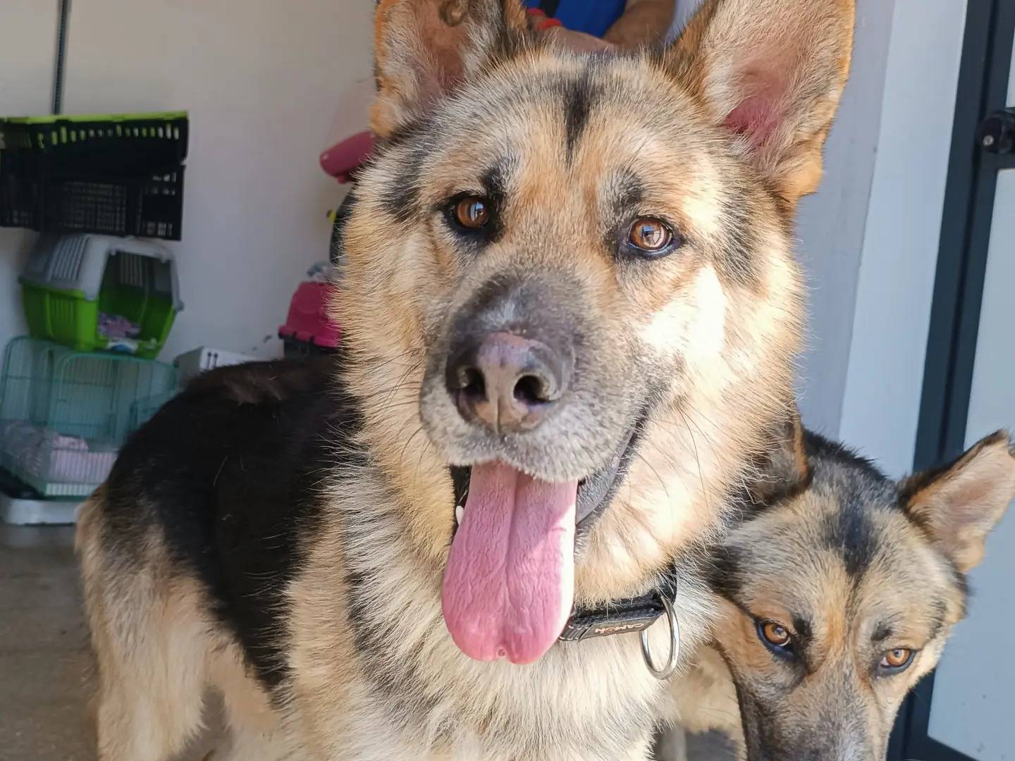 Adotta un cane, maschio, 3 anni  e 2 mesi , Latina