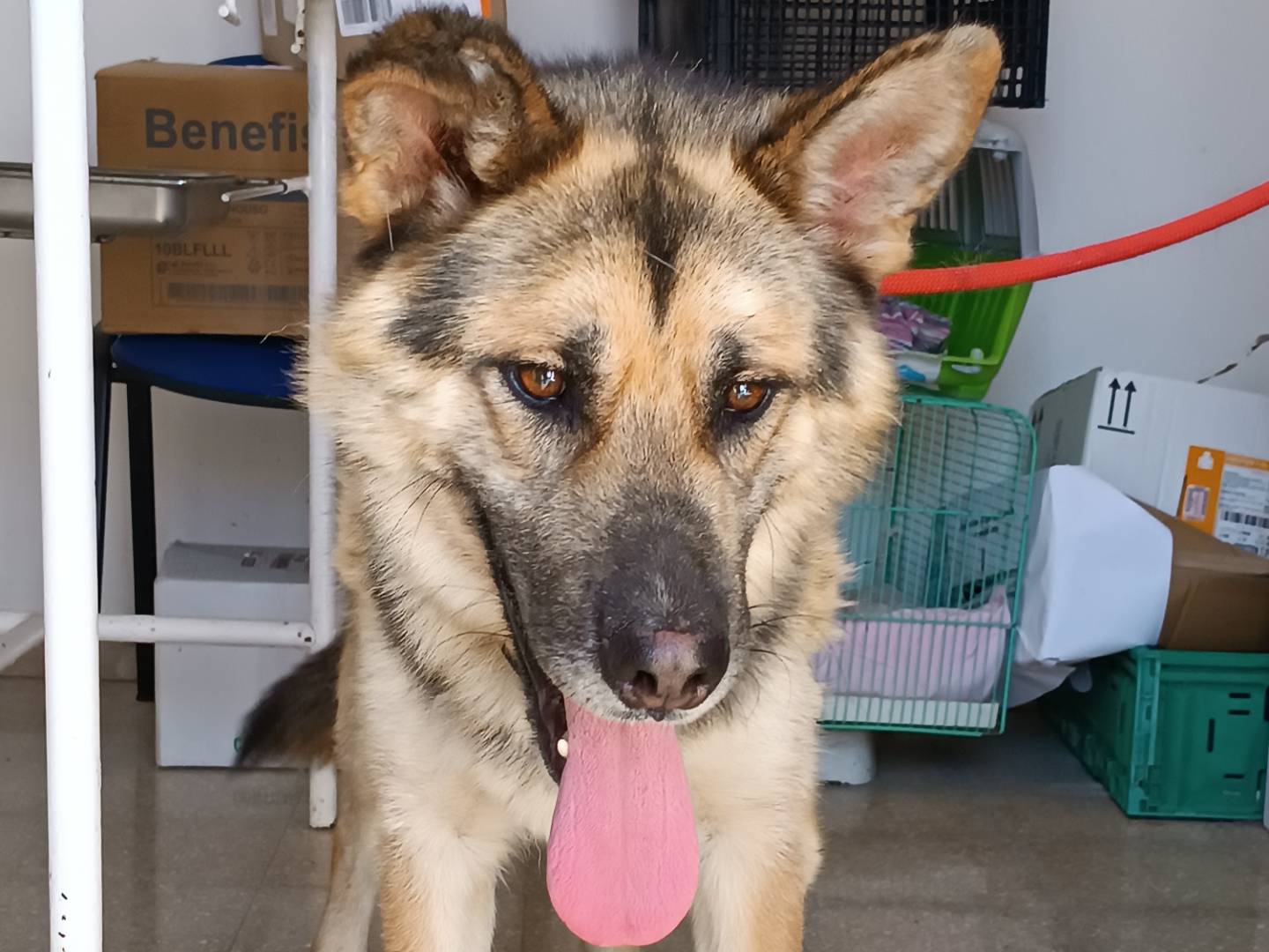 Adotta un cane, taglia grande, maschio, Latina