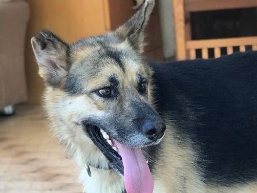 Vuoi adottare un cane a Latina?