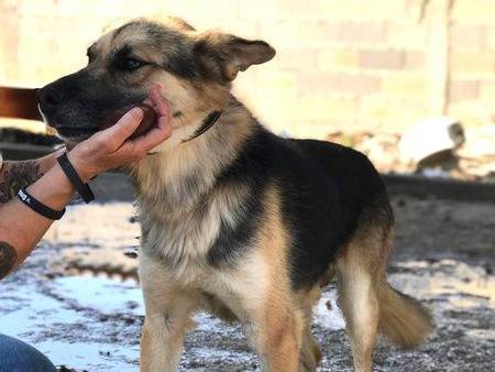 Adotta il cane Whisky a Latina