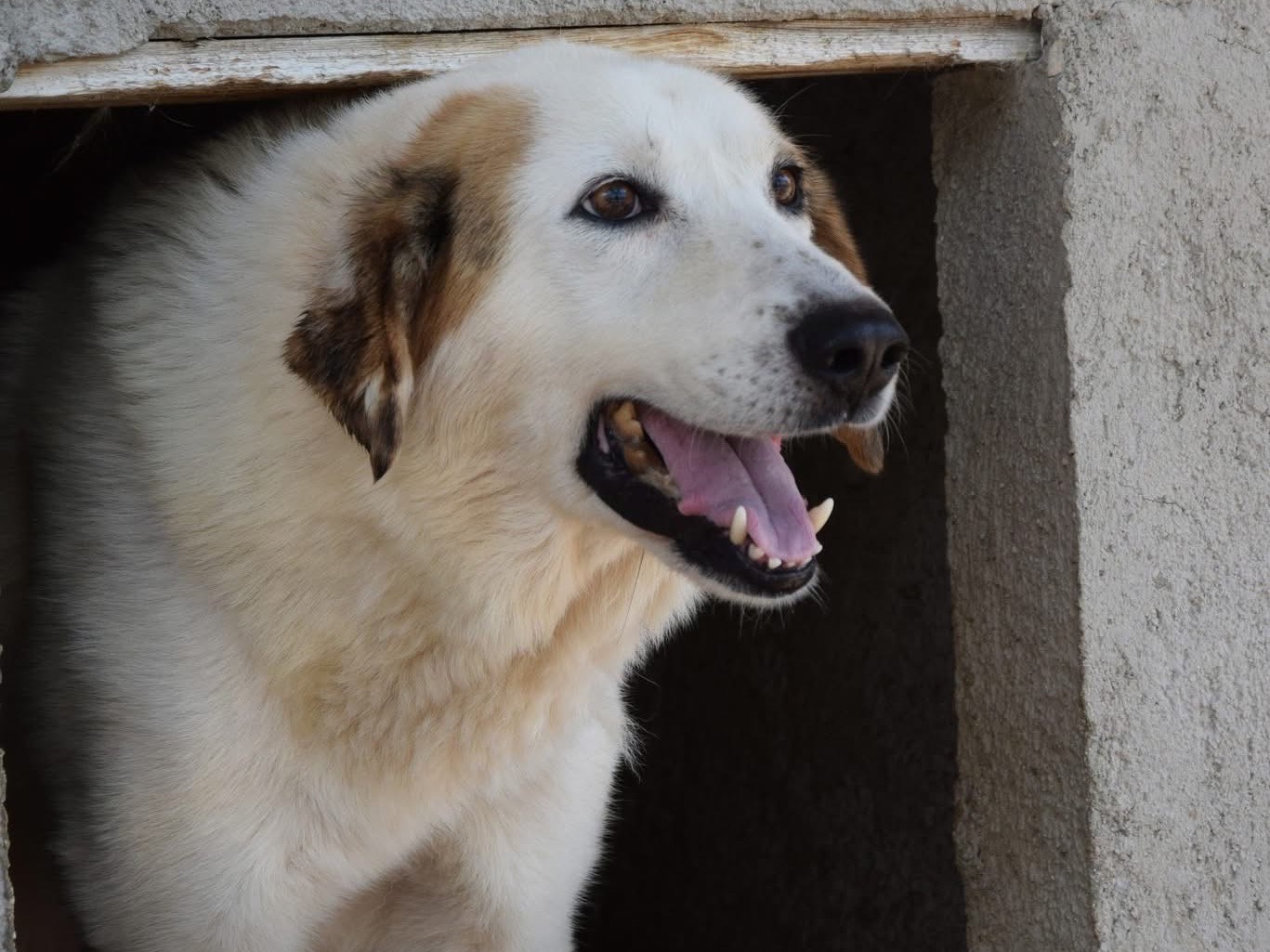 Foto dell'animale