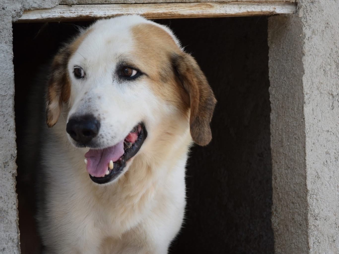 Adotta un cane, maschio, 11 anni , Pescara