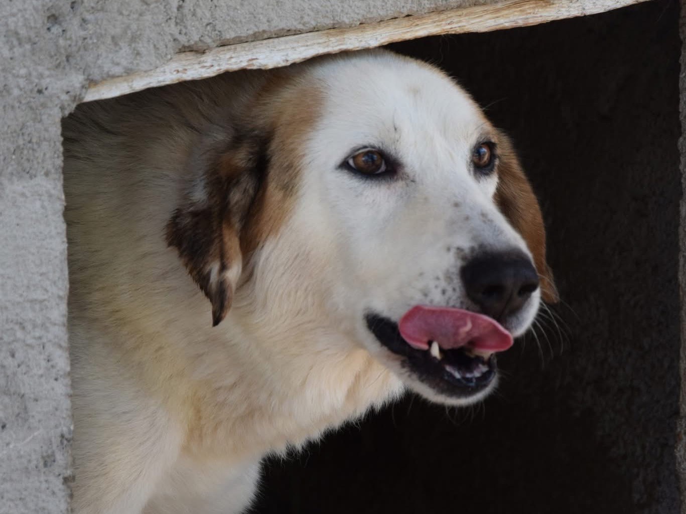Adotta un cane, taglia media, maschio, Pescara