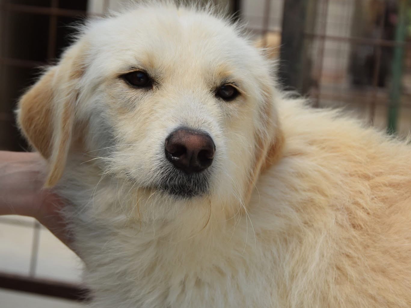 Adotta un cane, femmina, 2 anni  e 1 mese, Pescara