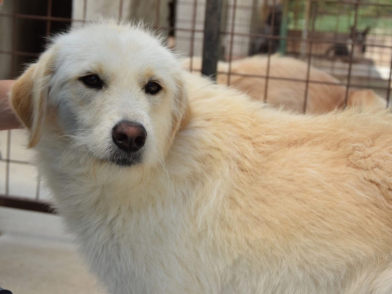 Adotta un cane, taglia media, femmina, Pescara