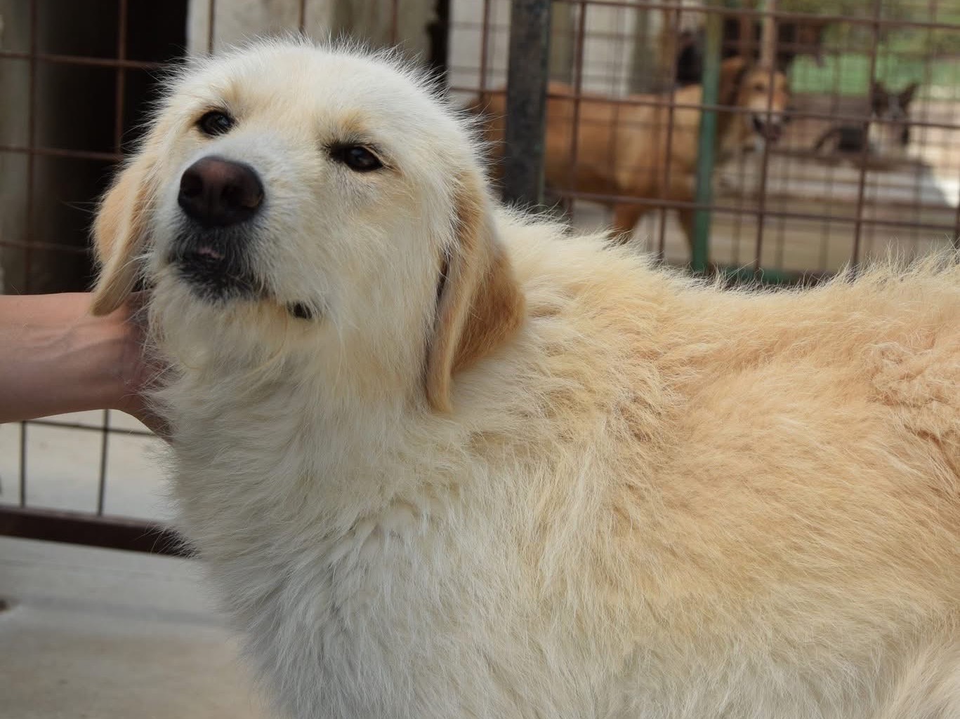 Vuoi adottare un cane a Pescara?