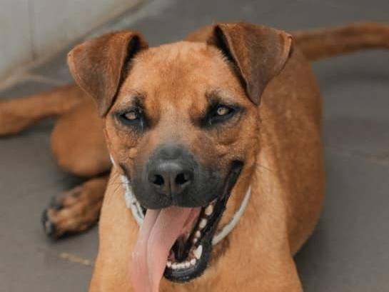 Adotta un cane, femmina, 4 anni e 3 mesi, Caserta