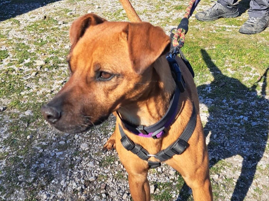 Adotta un cane, taglia piccola, femmina, Caserta