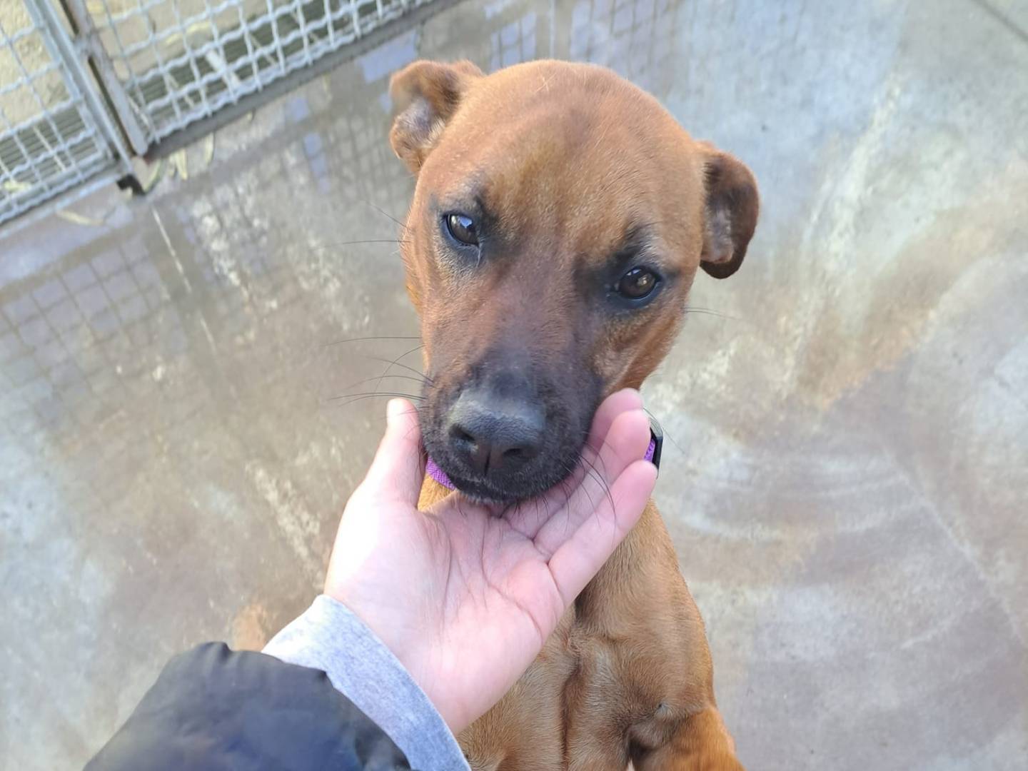 Vuoi adottare un cane a Caserta?