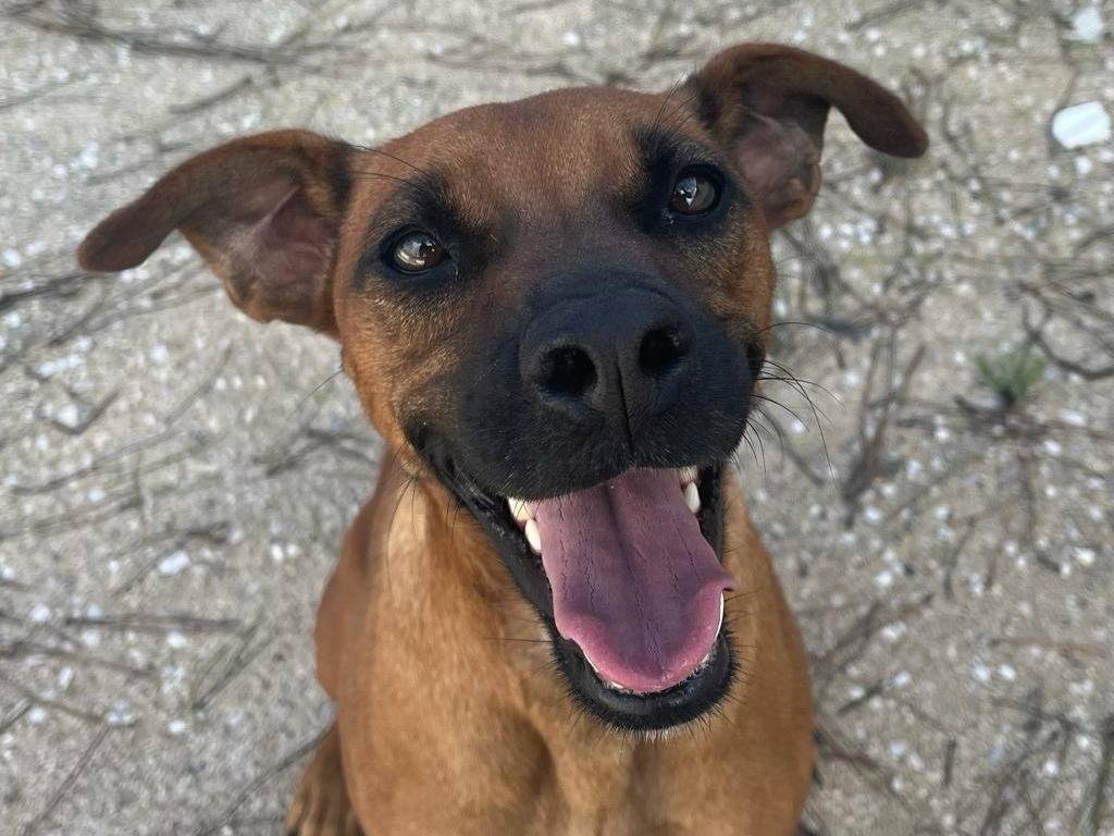 Adotta il cane Nellina a Caserta