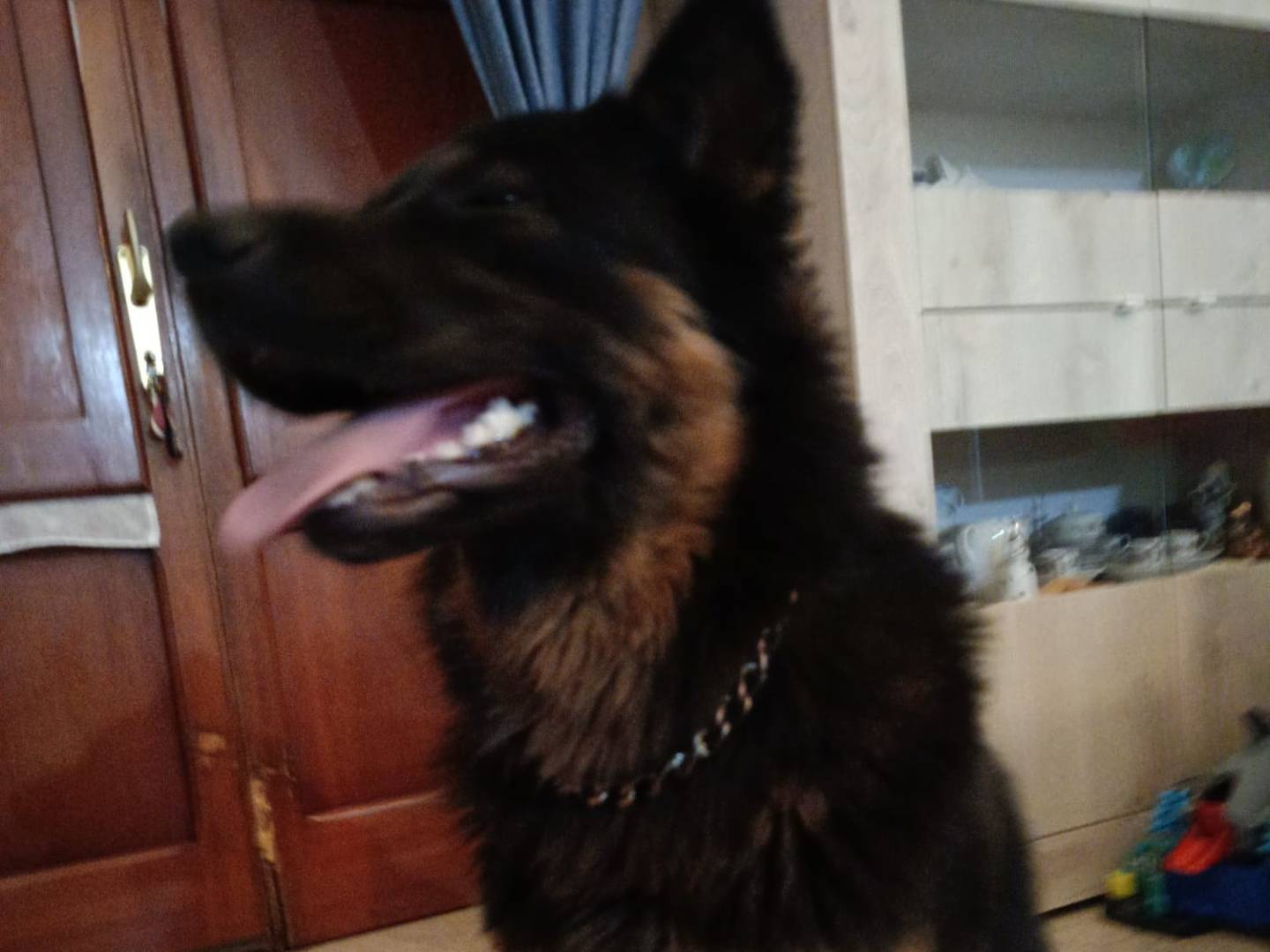 Foto dell'animale