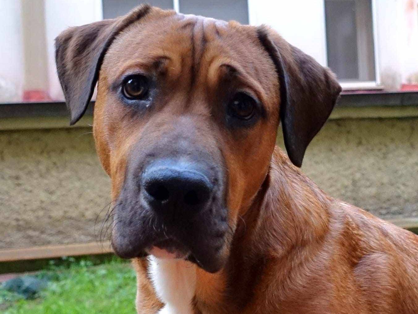 Foto dell'animale