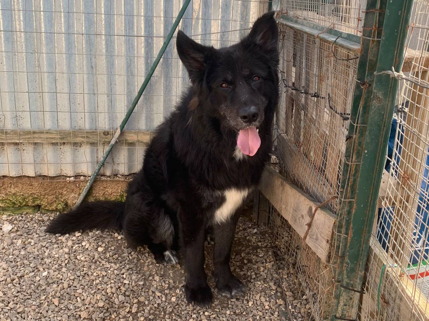 Adotta un cane, taglia grande, maschio, Taranto