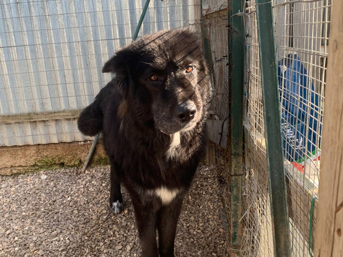 Vuoi adottare un cane a Taranto?
