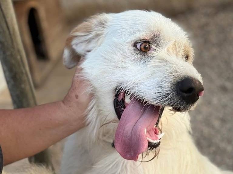 Adotta un cane, maschio, 2 anni  e 9 mesi , Taranto