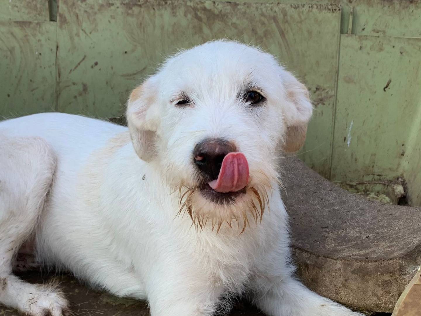 Adotta un cane, taglia media, maschio, Taranto