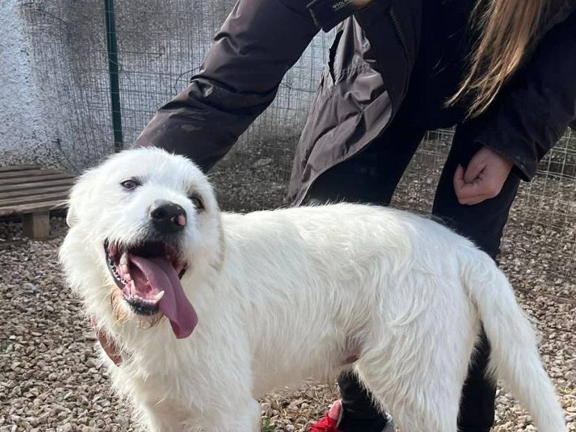 Vuoi adottare un cane a Taranto?