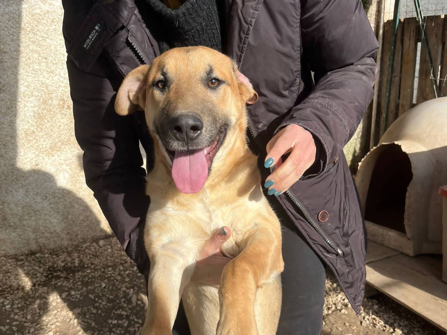 Adotta il cane Romeo a Taranto