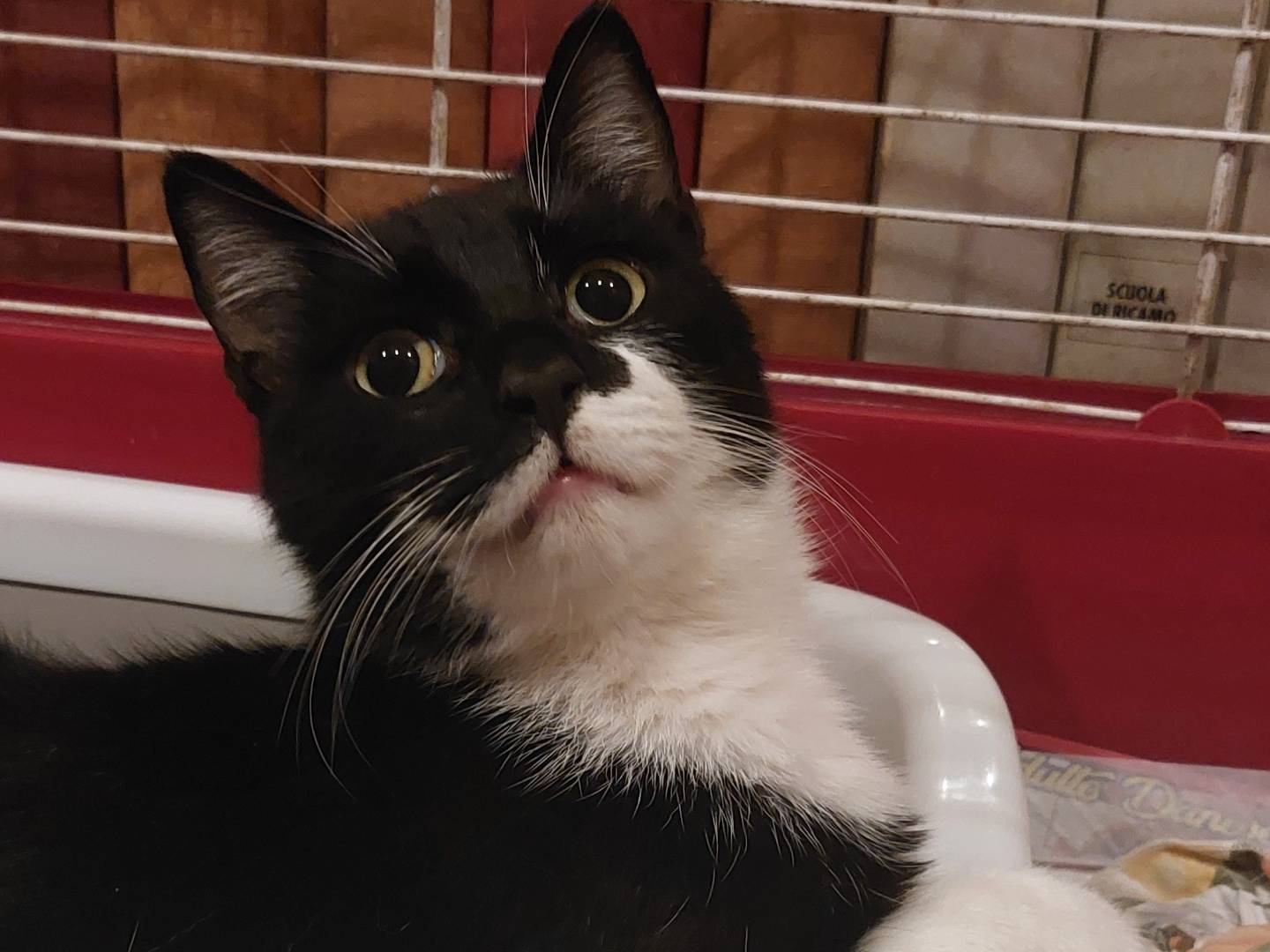 Adotta un gatto, taglia non valida, maschio, Roma