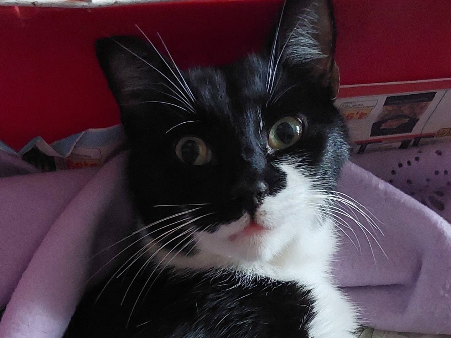 Vuoi adottare un gatto a Roma?