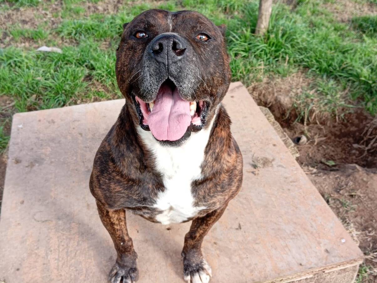 Adotta un cane, maschio, 7 anni  e 1 mese, Caserta