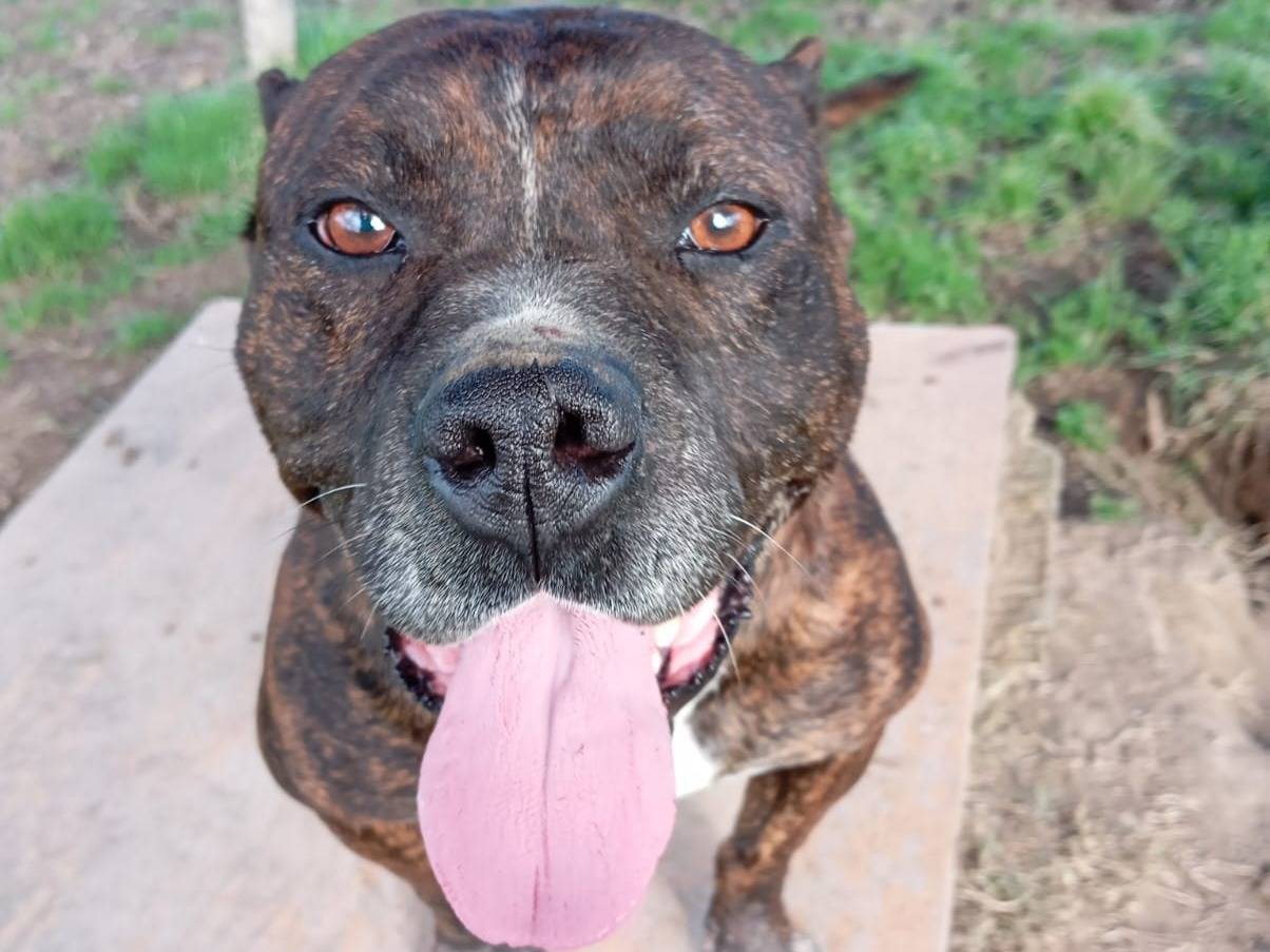 Adotta un cane, taglia media, maschio, Caserta