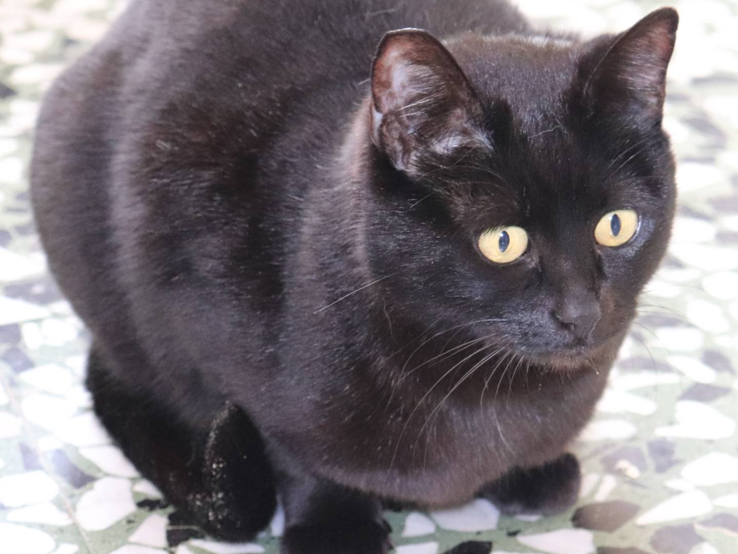 Foto dell'animale