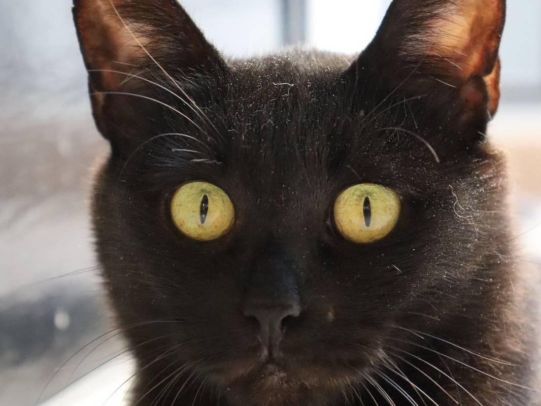 Adotta un gatto, taglia non valida, femmina, Barletta