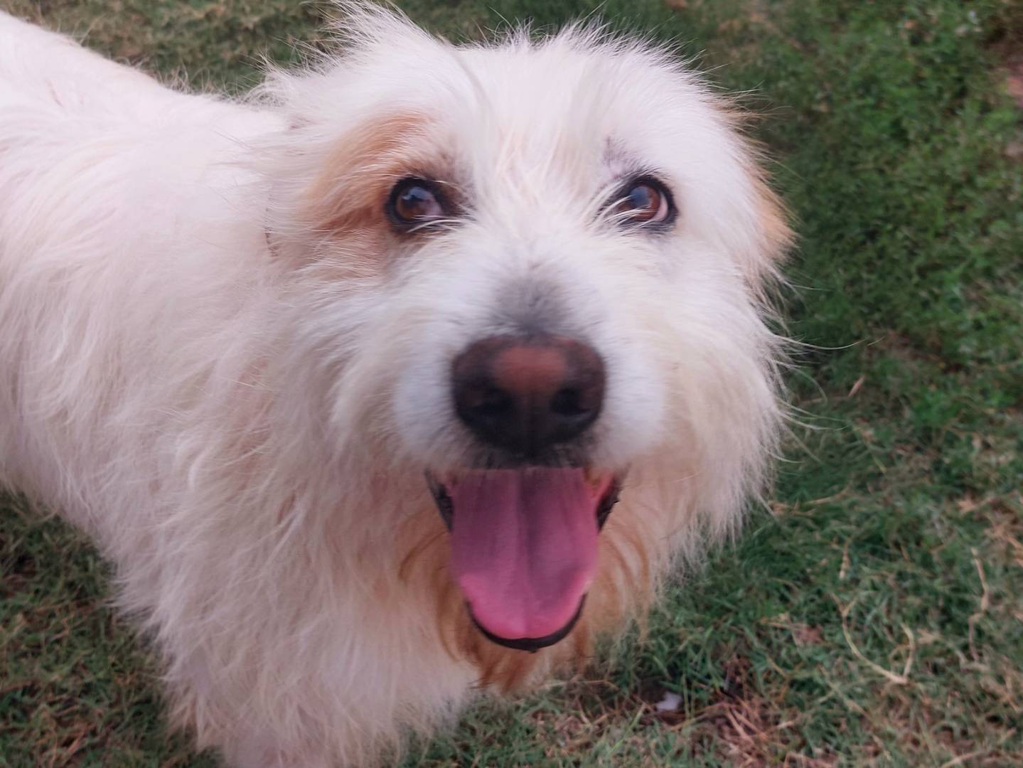 Adozione cane, maschio, Pastore maremmano Razza sconosciuta, 7 anni  e 1 mese, taglia grande, Campobasso