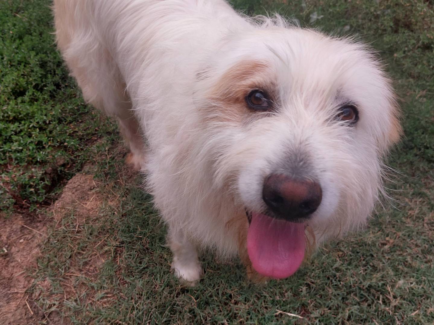 Adotta un cane, maschio, 7 anni  e 1 mese, Campobasso