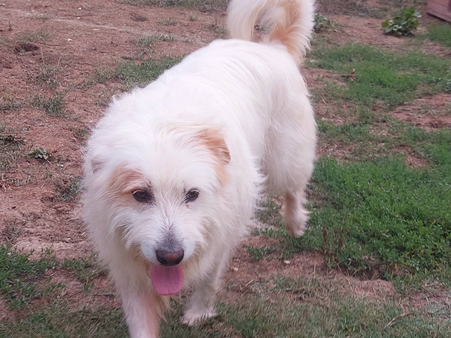Adotta un cane, taglia grande, maschio, Campobasso