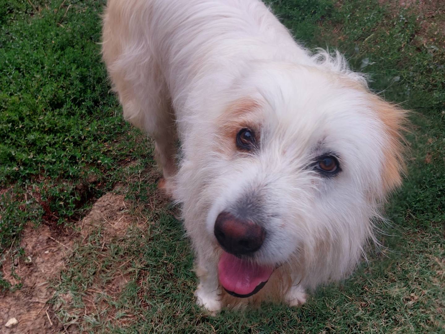 Vuoi adottare un cane a Campobasso?