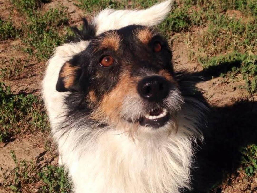 Adotta il cane Rocco  a Milano