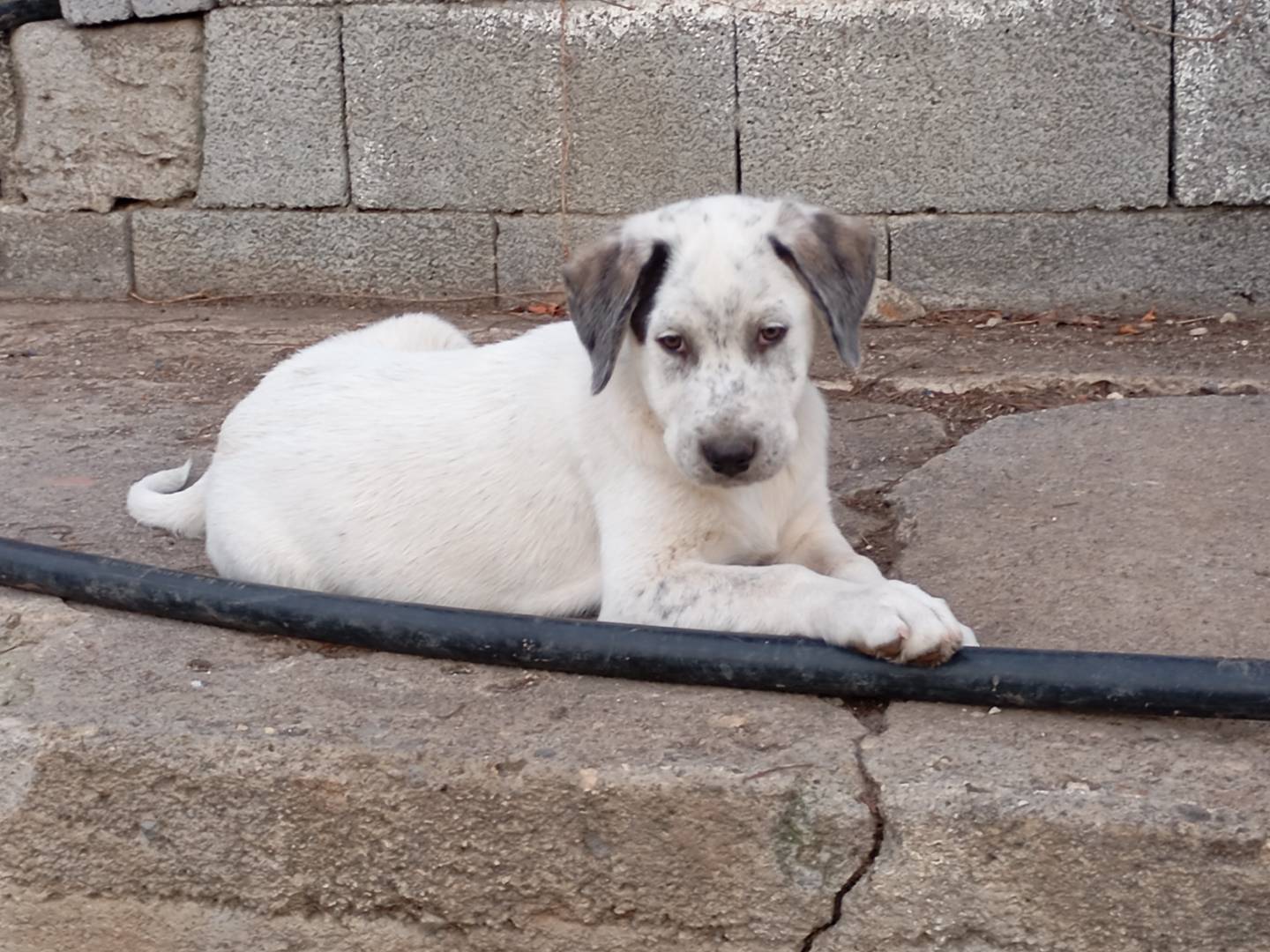 Foto dell'animale