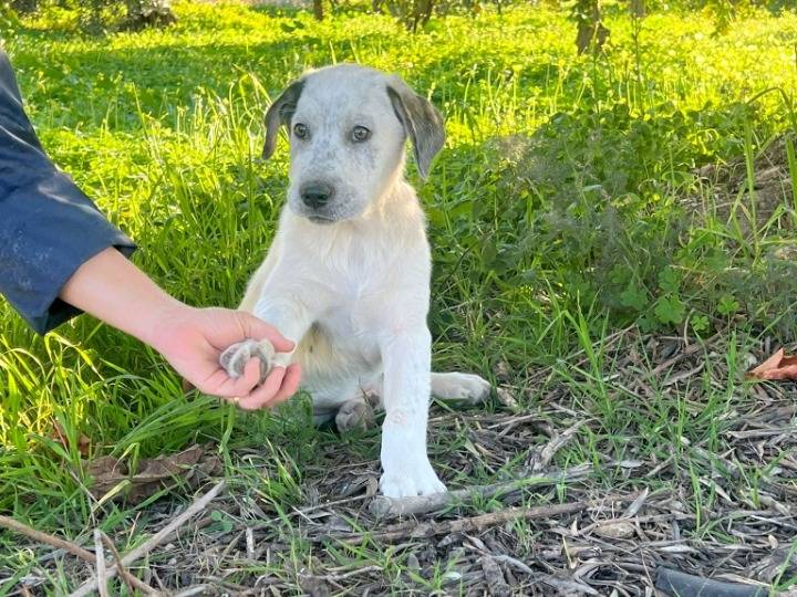 Adotta un cane, maschio, 6 mesi, Siracusa