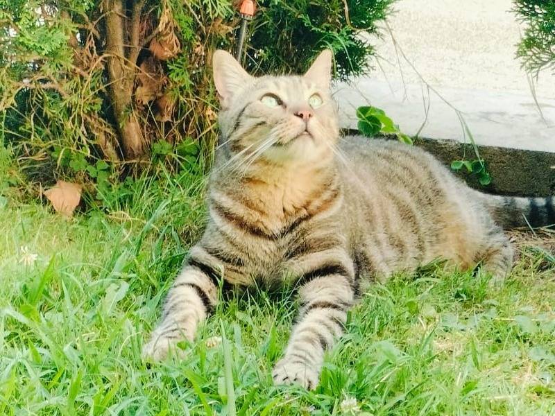 Adotta un gatto, taglia non valida, maschio, Torino