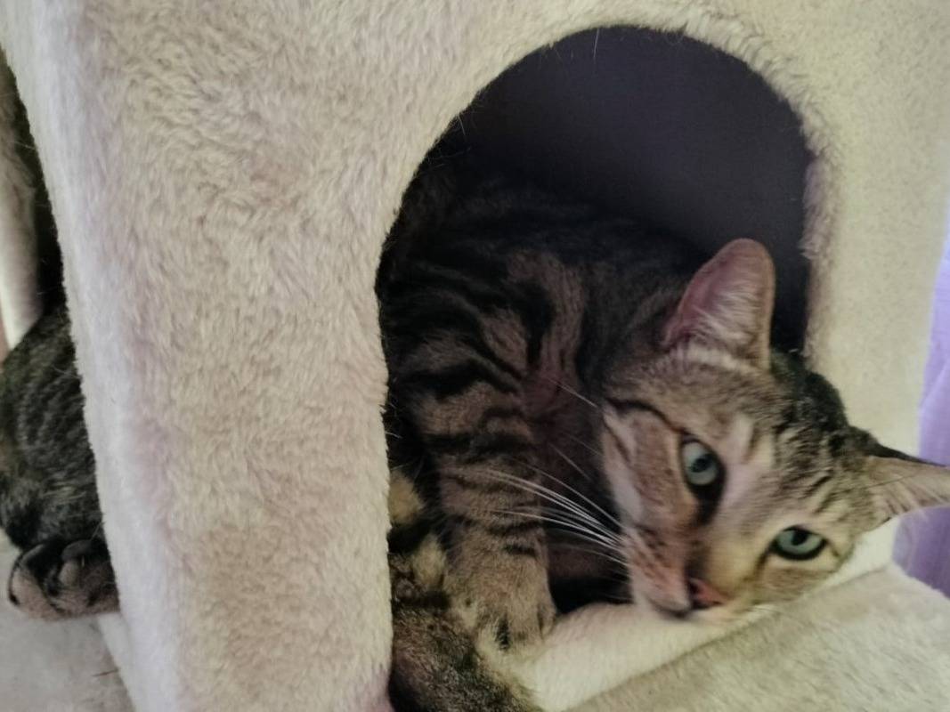 Adotta il gatto Tommy a Torino