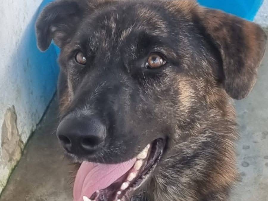 Adotta un cane, taglia grande, femmina, Caserta