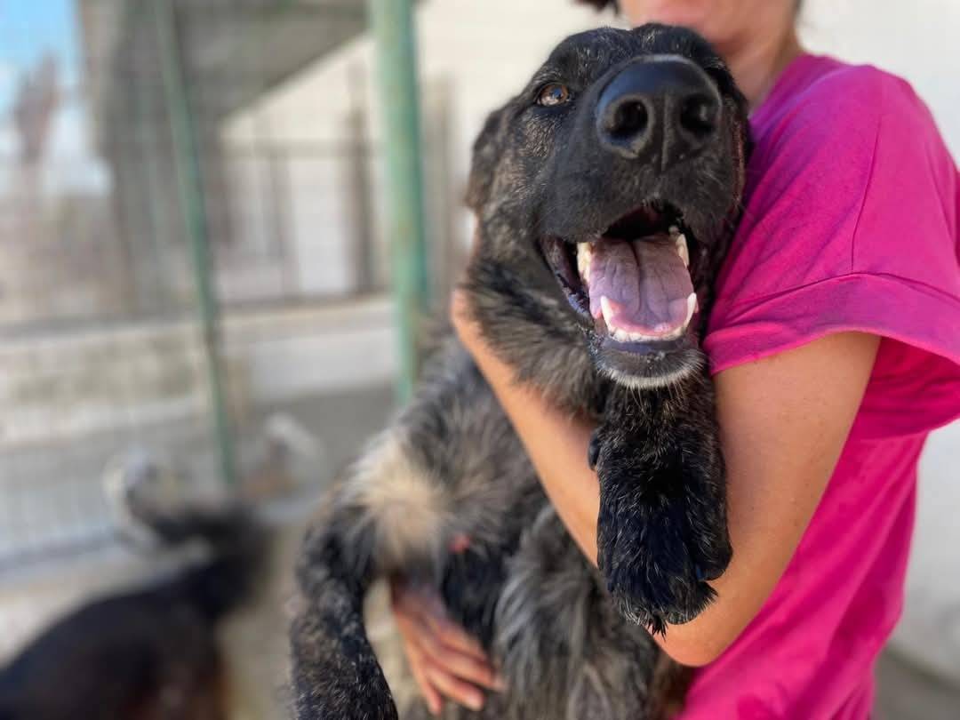 Vuoi adottare un cane a Caserta?