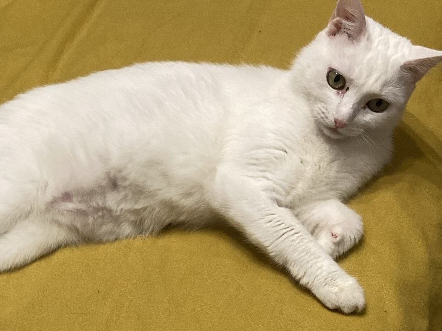 Adotta un gatto, femmina, 1 anno e 5 mesi , Torino